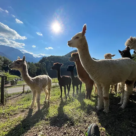 Daire Hochsteinalm Traunkirchen