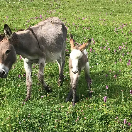 Hochsteinalm Daire *