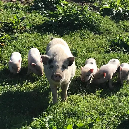 Daire Hochsteinalm Traunkirchen