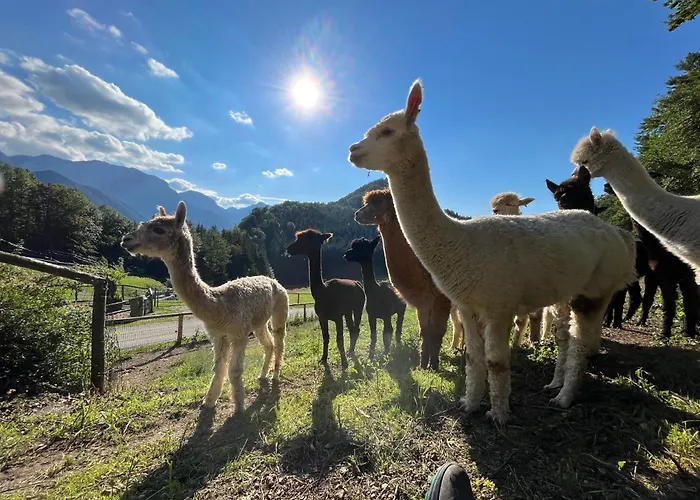 Daire Hochsteinalm Traunkirchen