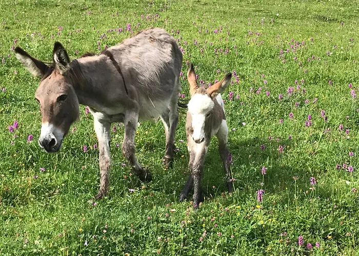 Hochsteinalm Daire *