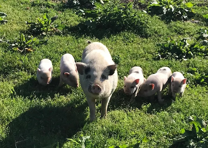 Daire Hochsteinalm Traunkirchen